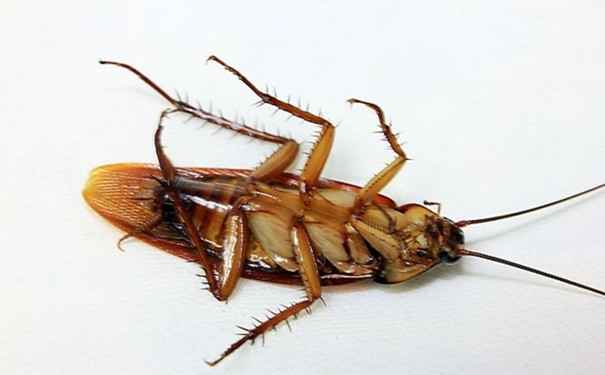 蟑螂防治